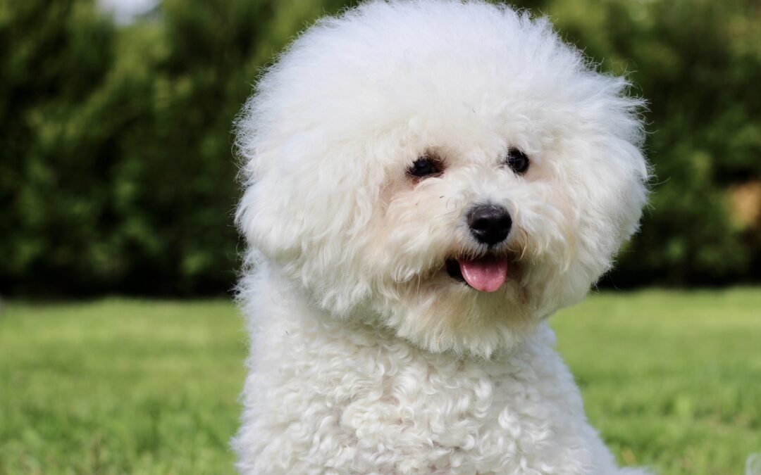 3 Dog Breeds That Are Perfect for the Allergy-Prone Pet Lover
