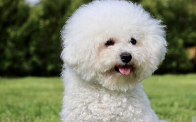 3 Dog Breeds That Are Perfect for the Allergy-Prone Pet Lover