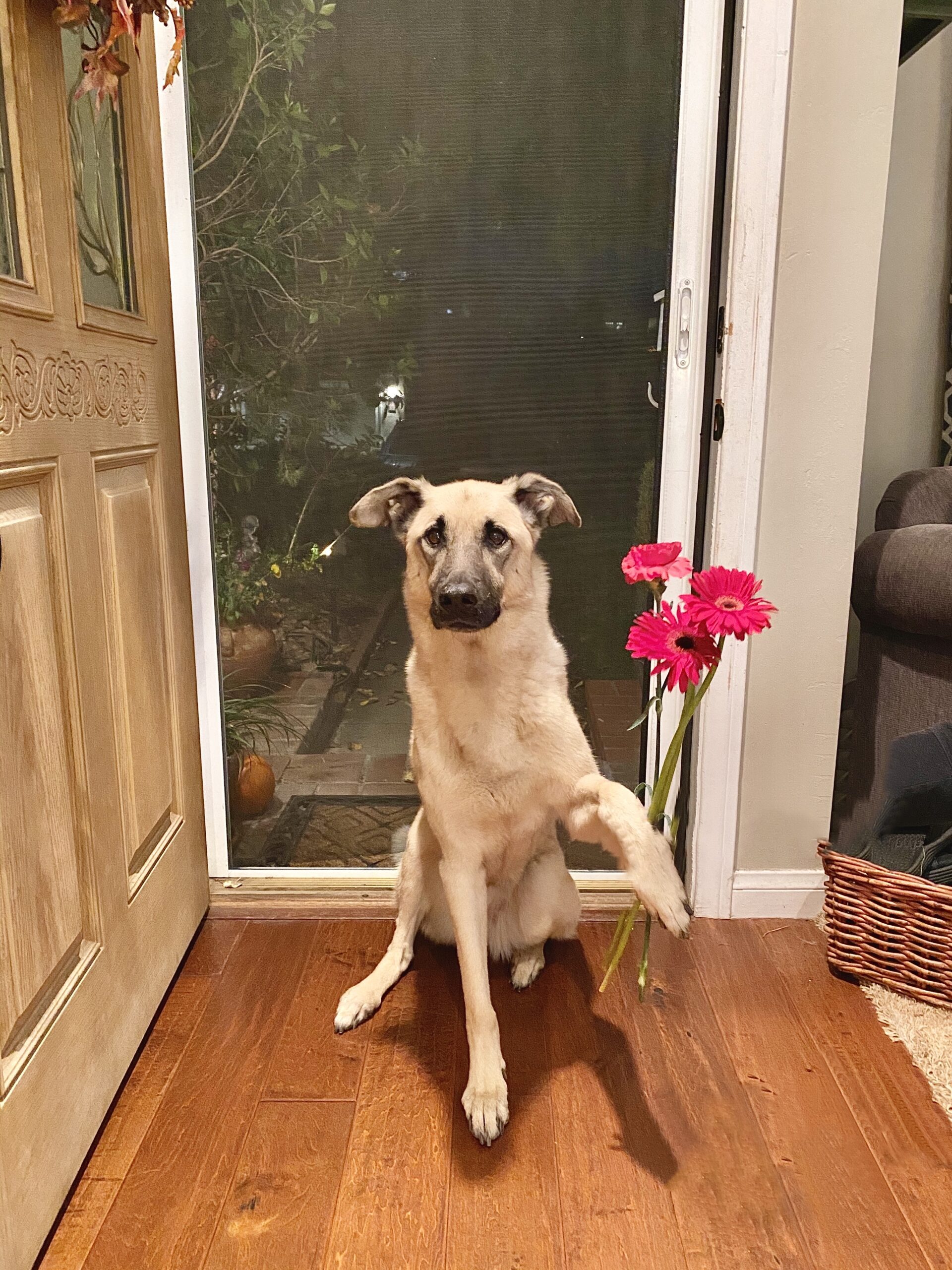 someone-is-sorry-for-barking-at-the-mailman-pet-b-2021-10-01-19-35-31-utc